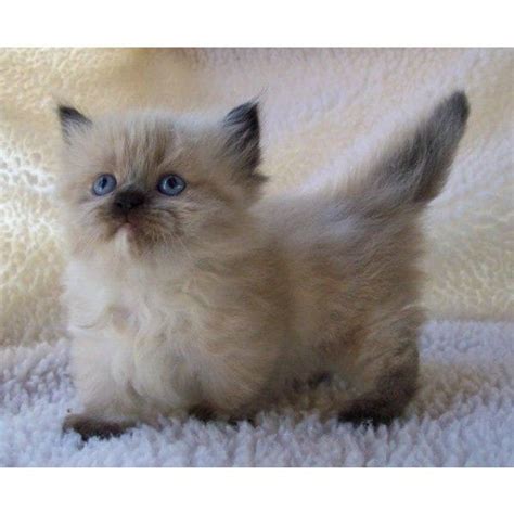 Himalayan Munchkin Kitten Love Those Short Pointy Kitten Tails