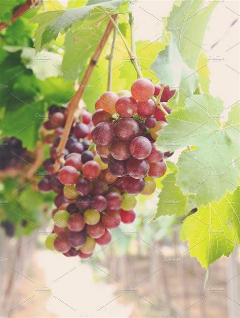 Red Grape Vine In The Yard Grapes Grape Vines Vines
