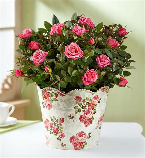 Choose from our great indoor plant range and get your gift delivered straight to their door. 11 Sweet Last-Minute Gifts From 1-800-Flowers For Every ...