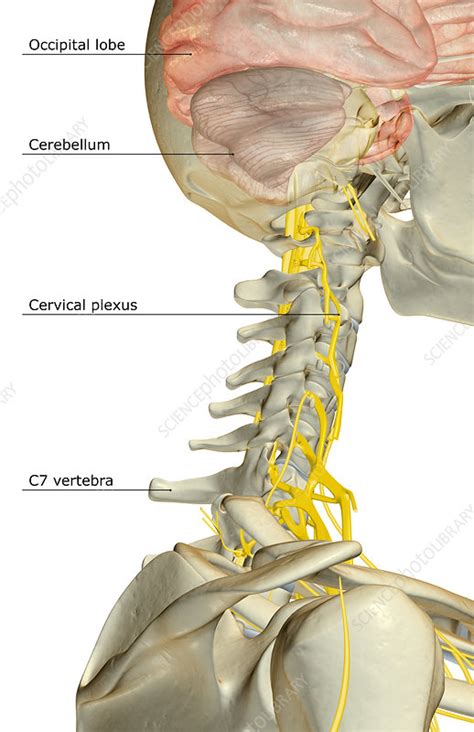 The Nerve Supply Of The Neck Stock Image F0016965 Science Photo