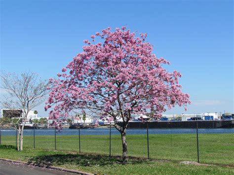 Flowering trees such as crape myrtle and magnolia can be magnificent additions to the residential landscape. Journeys of The Key West Southernmost Walker