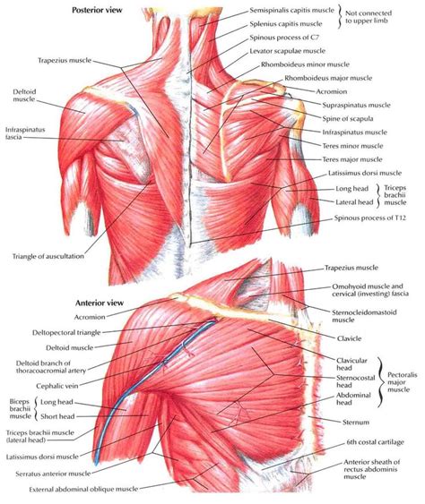 15 Best Fitness Images On Pinterest Human Anatomy Massage And Human Body