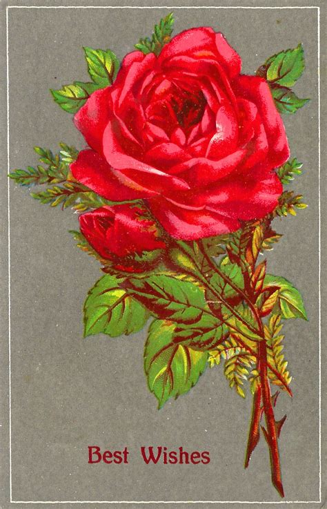 Antique Images Free Red Rose Clip Art Vintage Image Of Red Rose With