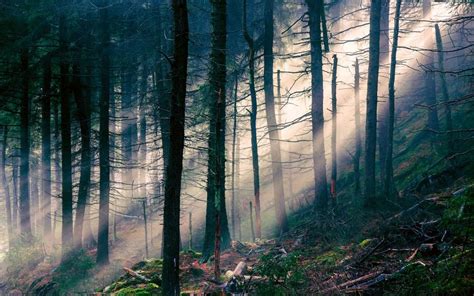 Nature Landscape Forest Light Sun Rays Trees Wallpaper Nature And
