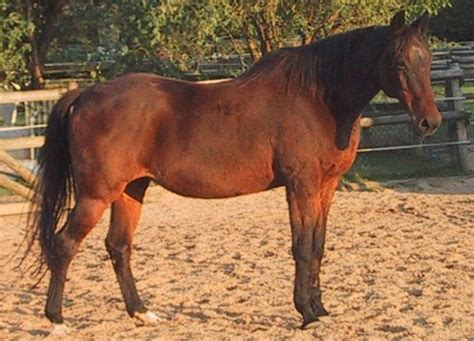 horsebreedspicturescom facts  list  horse types