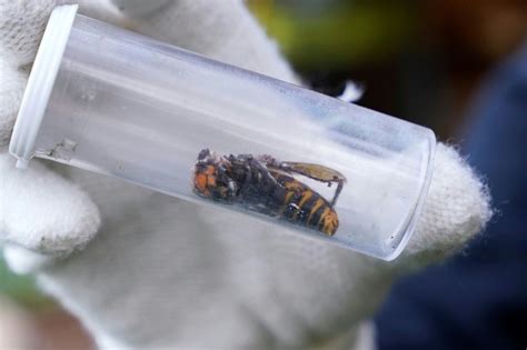 Scientists Discover How To Trap Invasive Giant Hornets Using Sex Ibtimes
