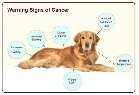 A Guide To Cancer In Dogs Symptoms And Treatments Dr Bills