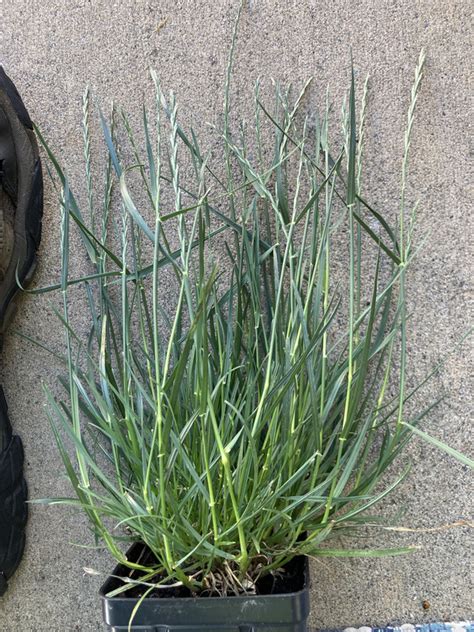 Cool Season Perennial Grassy Weed In Nj Lawn Care Forum