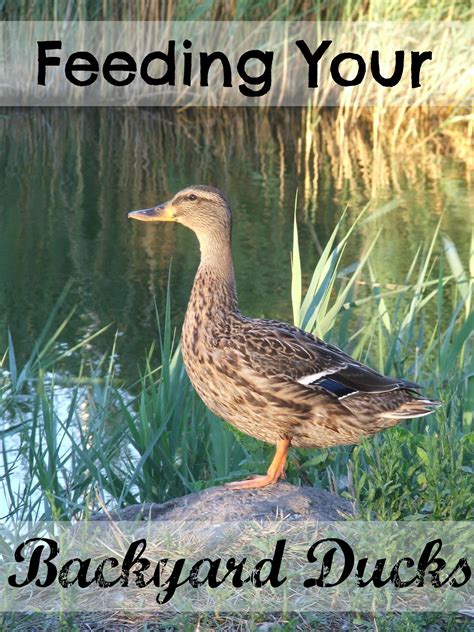 7 Ducks Raising Farm Animals feeding your backyard ducks in 2020 | Backyard ducks, Pet ducks 