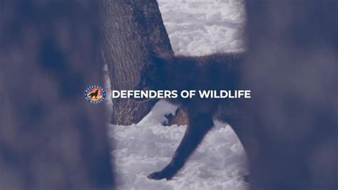 Wildlife In Winter 2020 Defenders Of Wildlife Added A Cover Video