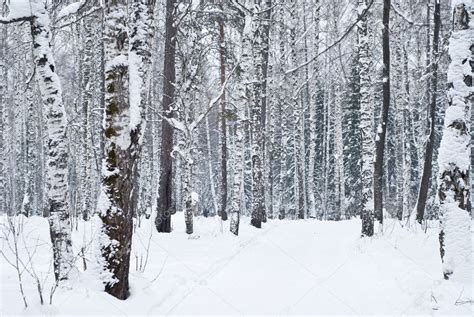 Beautiful Winter Forest Landscape — Stock Photo © Vasilek
