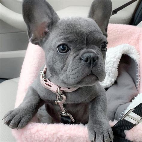 Available Frenchies French Bulldogs Puppies For Sale French Bulldog