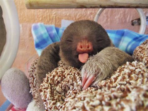 Baby Sloth Yawning Cute Baby Sloths Cute Baby Animals Baby Sloth