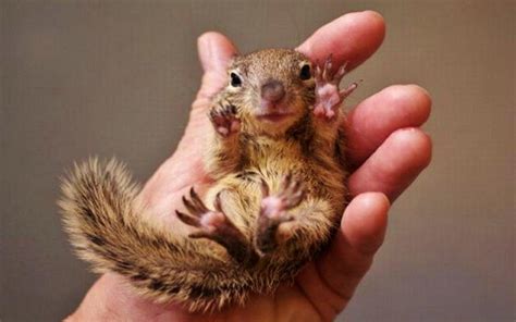 Baby Squirrel Wallpaper Wallpapersafari