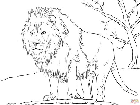 We have plenty of stunning lion coloring pages to show you! Male African Lion coloring page | Free Printable Coloring ...