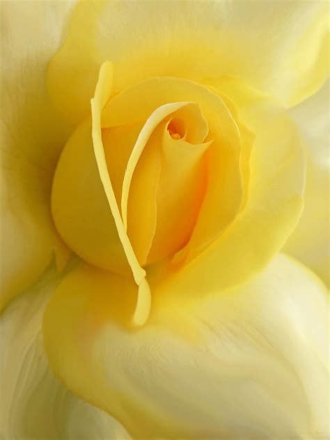 Yellow Rose Portrait Photograph By Jennie Marie Schell Fine Art America