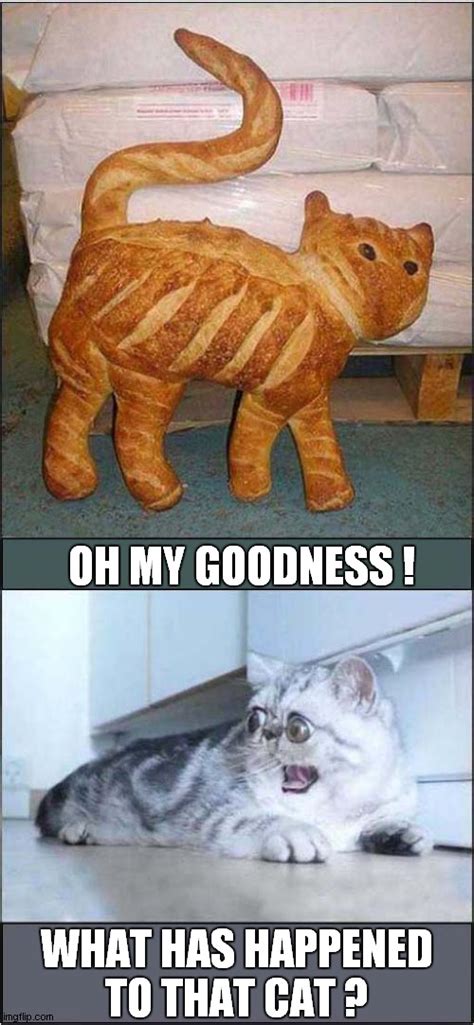 A Bread Cat Imgflip