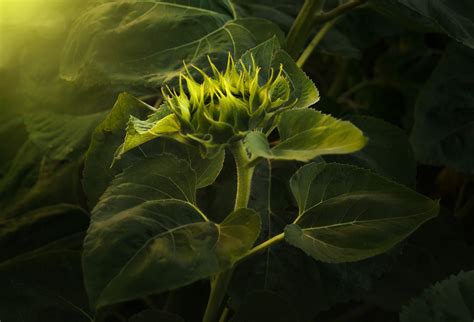 Green Sunflower Null Plant Leaves Sunflower Green
