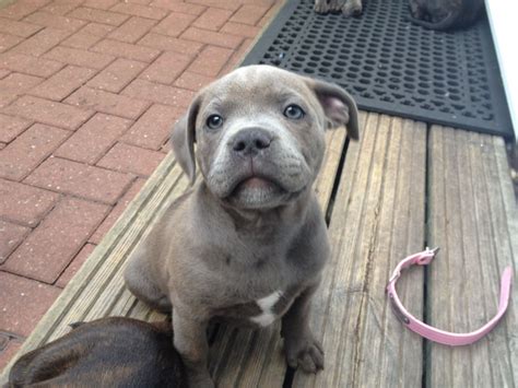 Our beautiful blue staffordshire bull terrier puppies at 6 weeks old. PEDIGREE & KC REG BLUE STAFFY PUPPIES | Smethwick, West Midlands | Pets4Homes