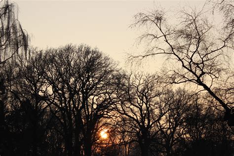 Free Images Tree Nature Forest Branch Winter Sky Sun Sunset