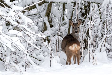 Osserva Gli Animali Del Bosco Nella Natura Selvaggia Del Trentino