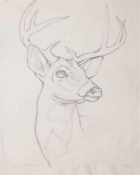 Pin By Joker 🃏 On Sketch Animal Drawings Sketches Animal Drawings