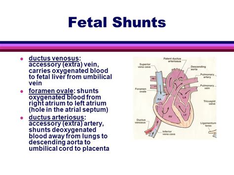 Fetal Circulation Ductus Venosus Foramen Ovale Ductus Arteriosus Sarah
