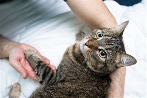 Understanding Cat Love Languages 6 Simple Ways To Show Your Feline Affection
