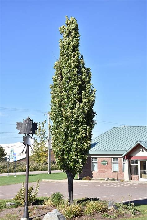 Front Yard Green Pillar Pin Oak Quercus Palustris Pringreen At