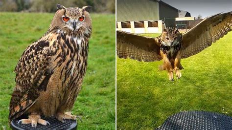 Giant Owl Missing In Wiltshire After Hosepipe Fright Bbc News