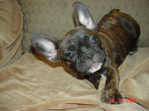 The goals and purposes of this breed standard include: Tiger Brindle Female - Reid's French Bulldogs - Georgia ...
