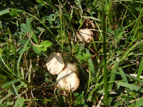 Id Request Lawn Mushrooms Mushroom Hunting And Identification