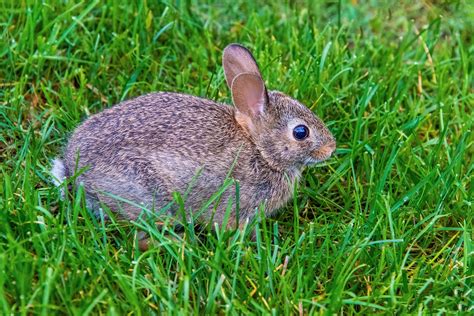 Rabbit Long Eared Ears Wild Free Photo On Pixabay Pixabay