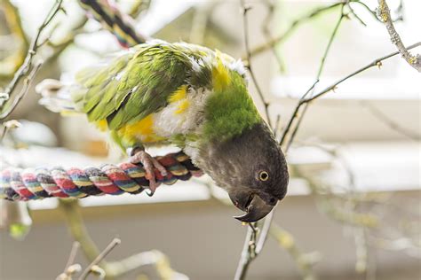 8 Top Medium Sized Parrots To Keep As Pets