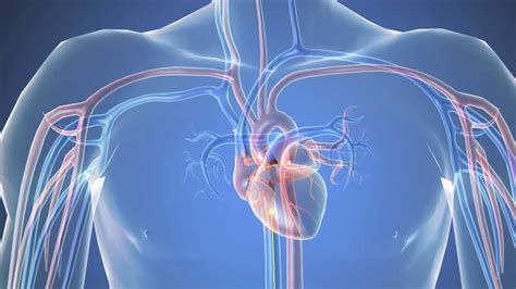 Cardiac Catheterization Youtube