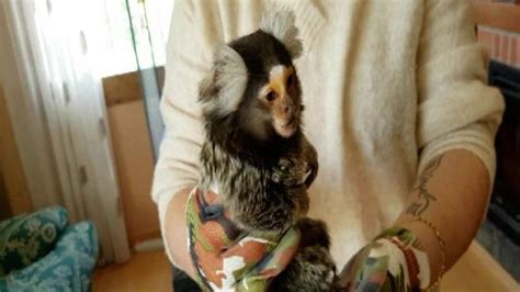 La Guardia Civil Encuentra Un Mono Tití En Una Casa De Alcover