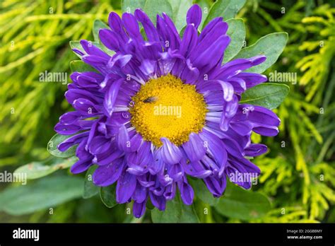 A Lilac Purple Coloured China Aster Callistephus Chinensis With A