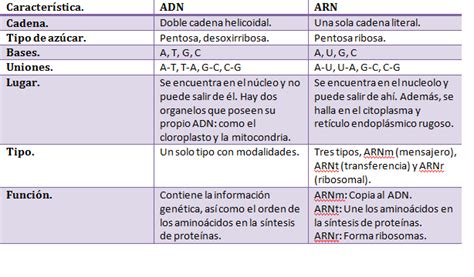 Diferencia entre adn y arn. Cuadro comparativo entre ADN y ARN | Cuadro Comparativo