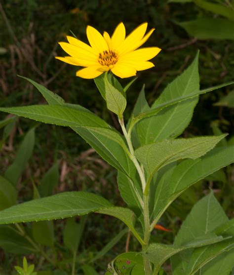 Helianthus Tuberosus Jerusalem Artichoke