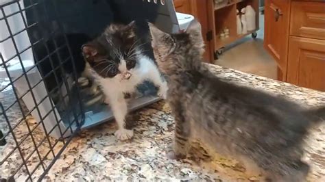 Pams Kittens Update Youtube