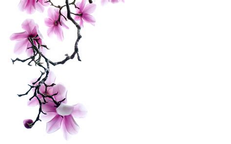 Pink Flower White Backgrounds Wallpaper Cave