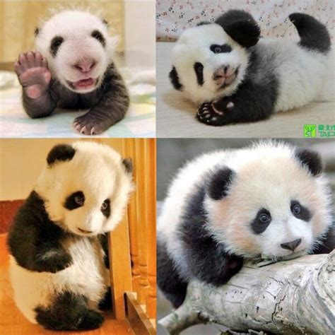 Here, you can choose the baby panda coloring picture by cartoon or cute and funny shape so your kids can be more attractive and interested in coloring as they also have lower level of difficulty. 15 Amazing, Sweet Pictures Of Cute Baby Giant Panda Bear ...
