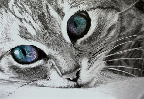 Gatos Dibujos A Lapiz Pintura Moderna Y Fotografía Artística