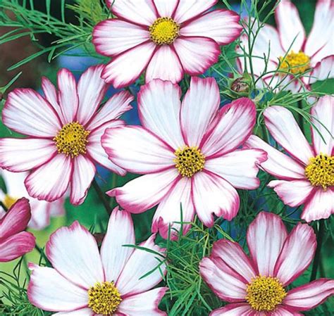 Cosmos Sensation Candy Stripe Daves Seed