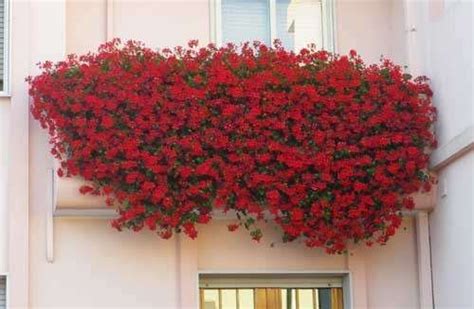 Pianta di gardenia jasminoides vaso 17cm. Piante pendenti da balcone (con immagini) | Cascata di fiori, Gerani, Fiori