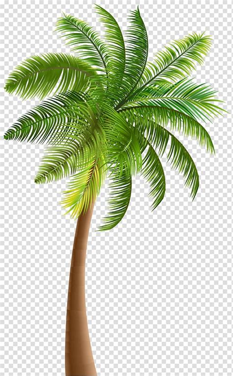 Green Coconut Tree Illustration Arecaceae Tree Coconut Palm Tree