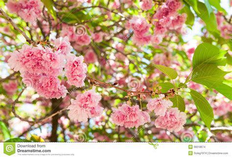 Flower On Tree Cherry Blossom In Spring Stock Photo