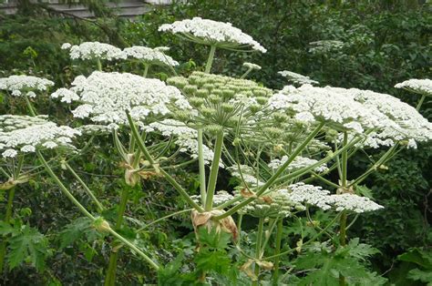 Giant Hogweed Ontarios Invading Species Awareness Program