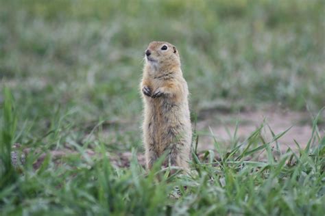 Gopher Ground Squirrel Near Drumheller Alberta When Flickr