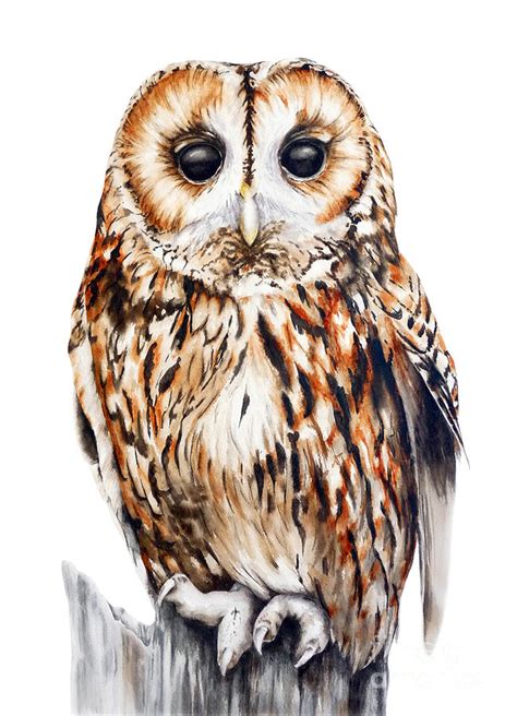 Tawny Owl Painting By Marie Burke Fine Art America